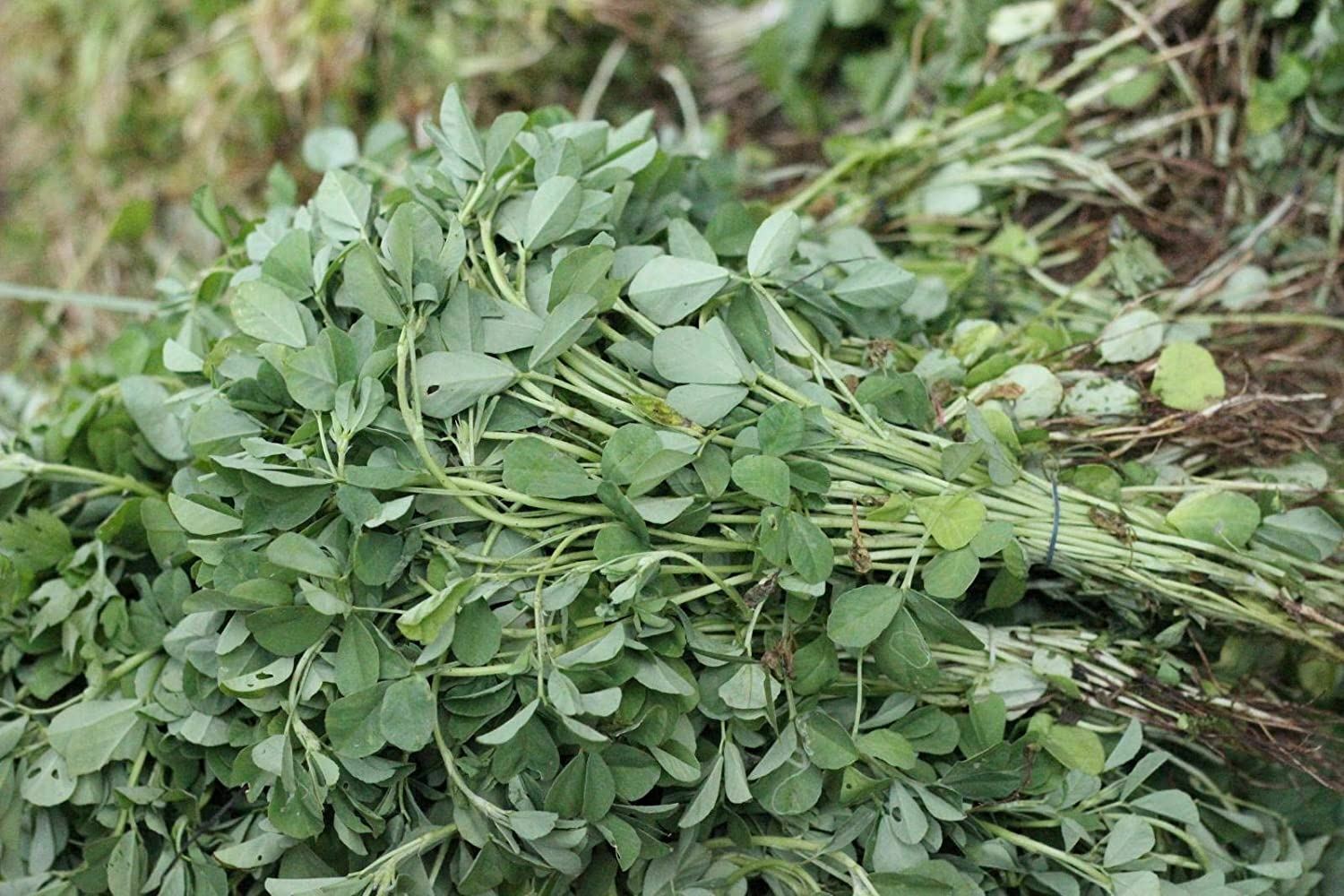 Fenugreek Herb Seeds, “COOL BEANS N SPROUTS” Brand. Non-GMO. Home Gardening.