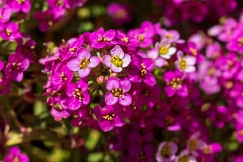 Dwarf Pink Alyssum Seeds for Planting – Heirloom & Open 1 Pack (1,000 Seeds)