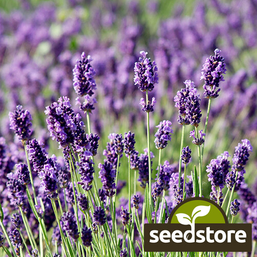 Munstead Lavender Seeds | 50 Seeds | Heirloom – Non-GMO | Free Shipping | 1137