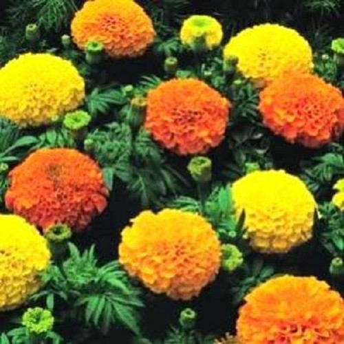 250 AFRICAN MARIGOLD CRACKERJACK Mixed Color Tagetes Erecta Flower Seeds *CombSH