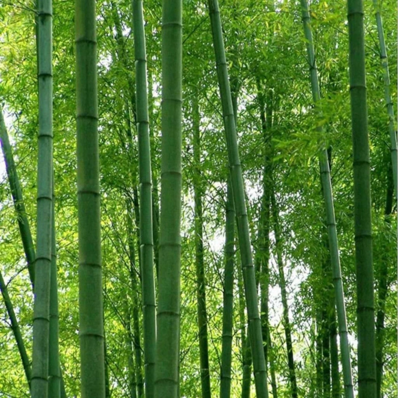 100 Giant Moso Bamboo Seeds Perennial Seed Ornamental Privacy Shoots US SELLER
