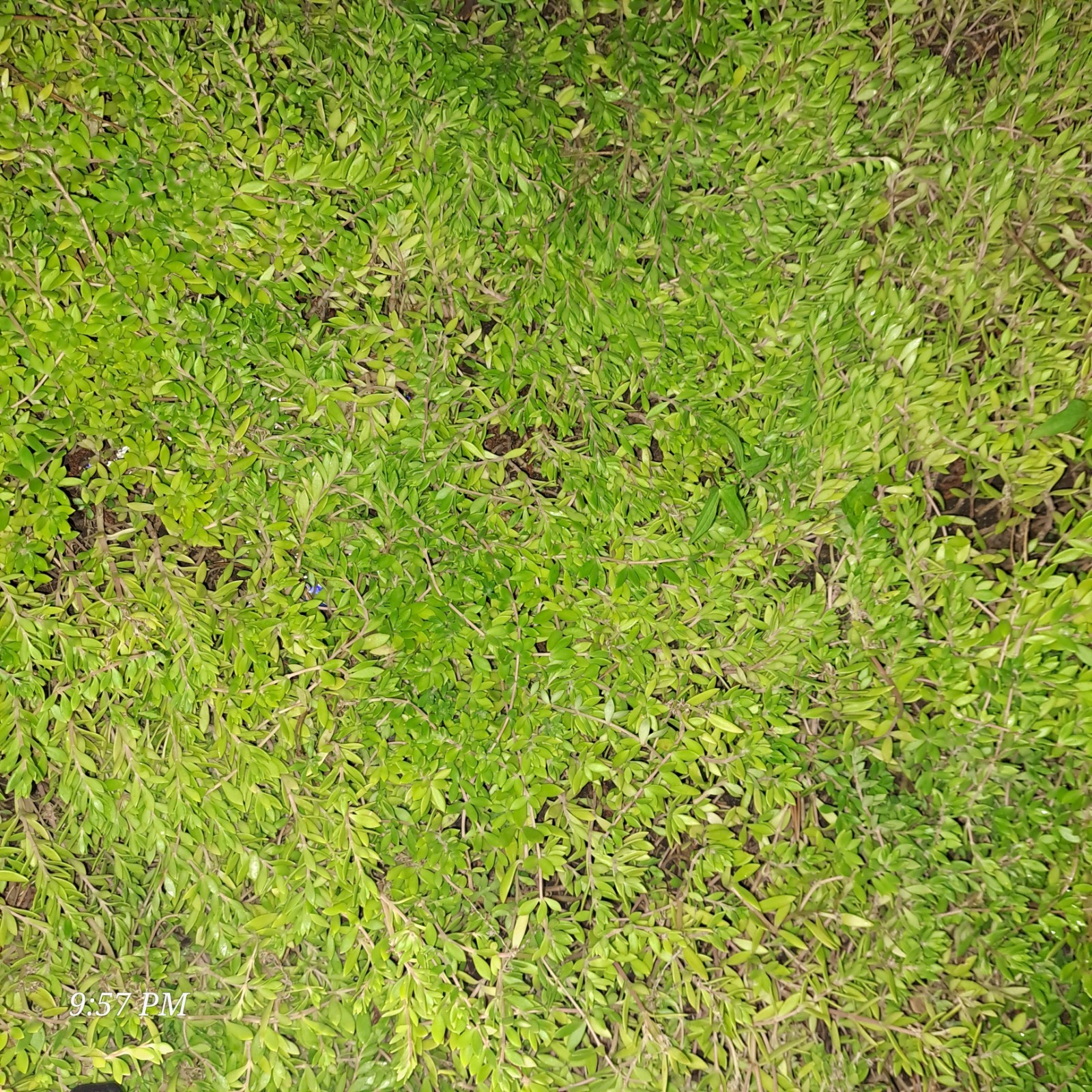 Dot Namul Greens/ Succulents, ground cover (plants dig and ship) 1/2 POUND