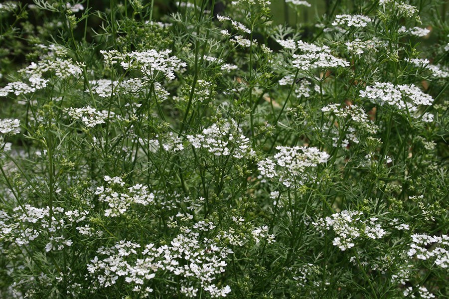 1oz CILANTRO Seeds CORIANDER Heirloom Herb Culinary (Approx 5000 Seeds)