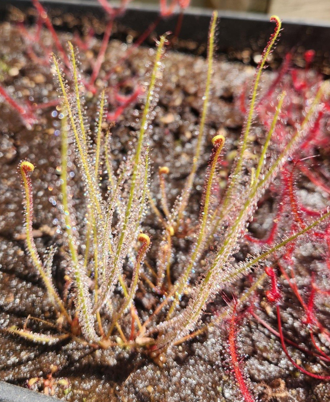 CARNIVOROUS PLANT SEEDS 100+ Seeds