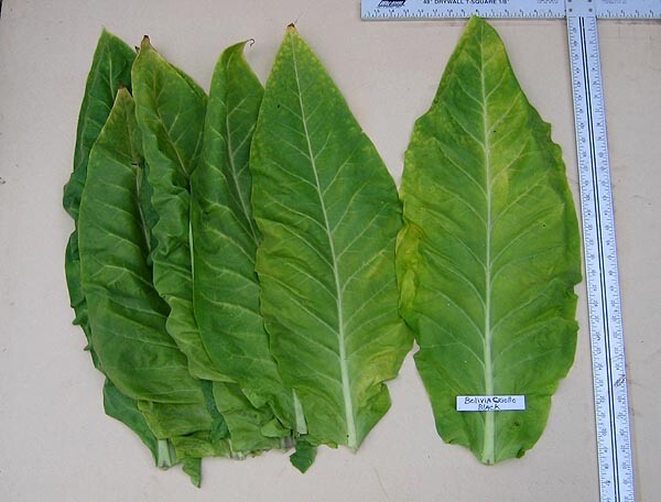 1000 Bolivian Criollo Black Tobacco Seeds ~ Heirloom Dark ~ Heavy Producer