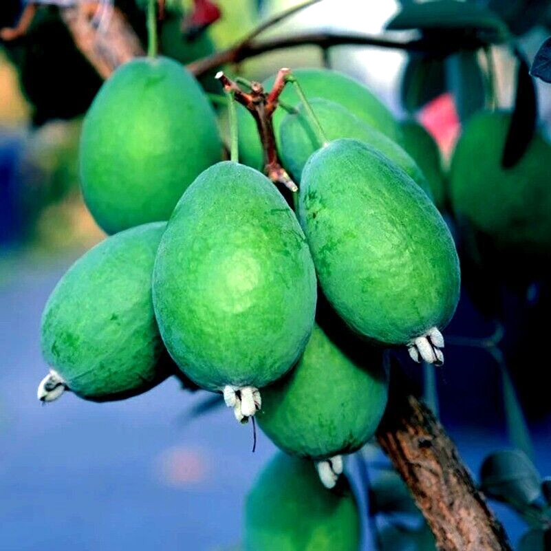 20 PINEAPPLE GUAVA TREE SEEDS “Brazilian Fig Guava Fruit” Tropical Flower Plant
