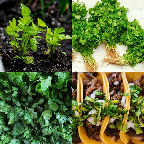 CarpetC Cilantro Seeds for Planting, Slow Bolt Annual Herb, Coriandrum sativum