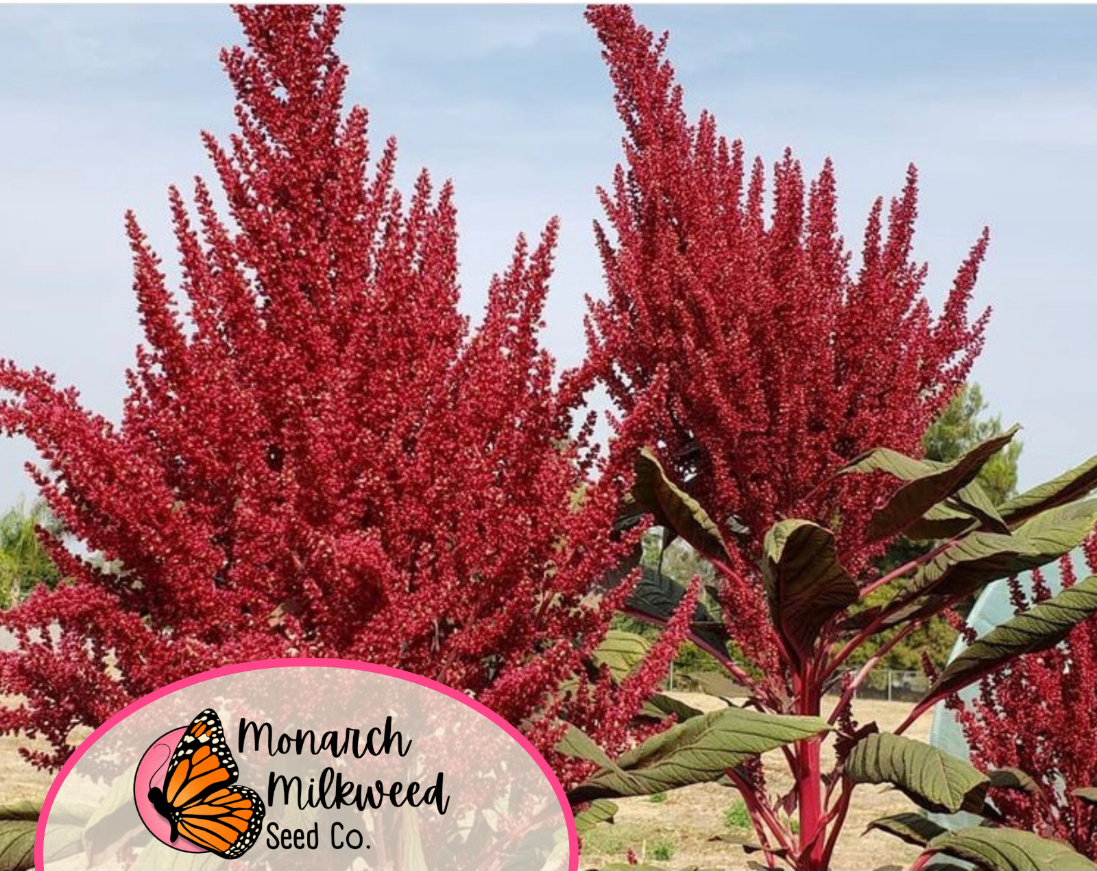 5000+ Amaranth Seeds ‘Red Garnet’ | Heirloom, Non-GMO, Vegetable Gardening Seeds