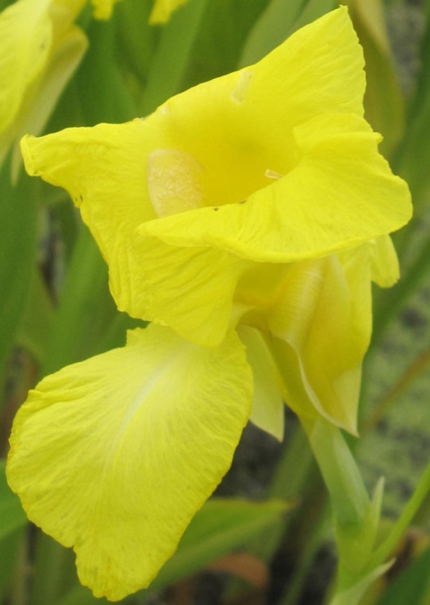 BULK 24+ Canna Rooted Rhizomes bulbs Variety Pack Red Yellow Orange Mixed Lot