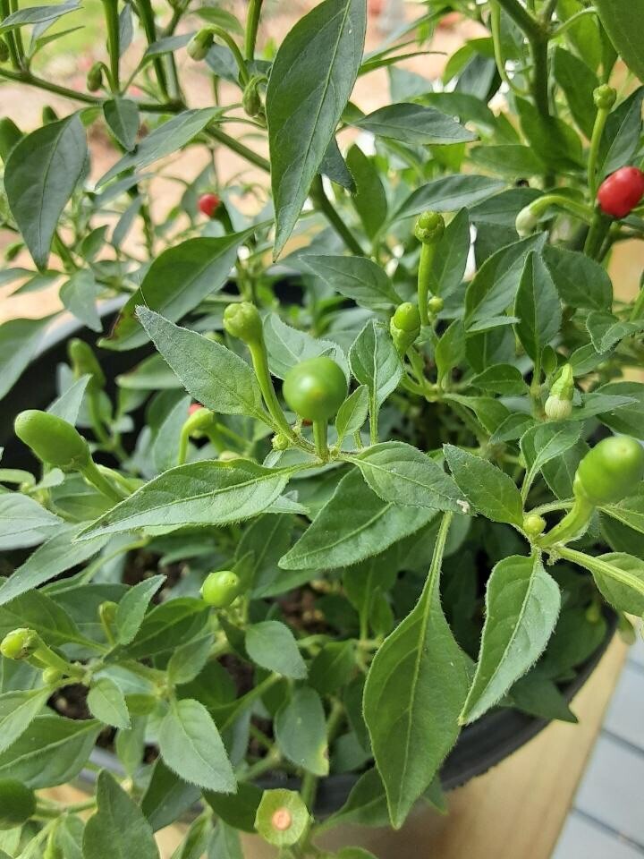 Wild Chile Pequin, Chiltepin, Chile del Monte, Mountain Chili. (Seeds 25+ Count)