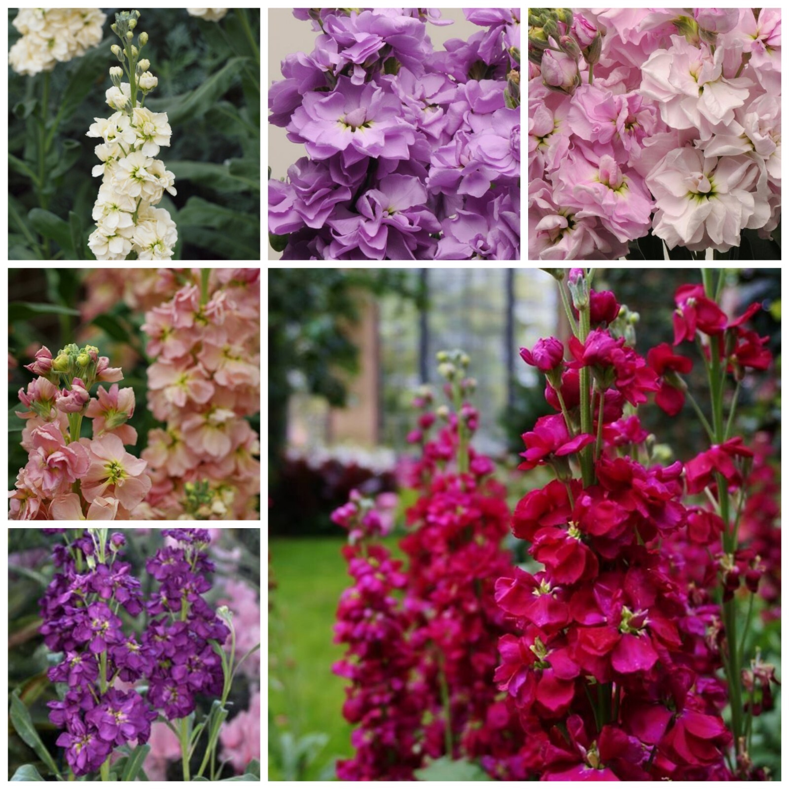 Stock Variety: Cherry Blossom, Lavender Blue, Yellow, Apricot, Purple, Ruby