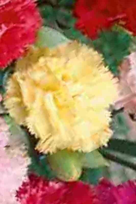 CARNATION AUTUMN MIX 100 SEEDS RARE DIANTHUS CHABAUD FLOWERS DOUBLE BLOOMS USA