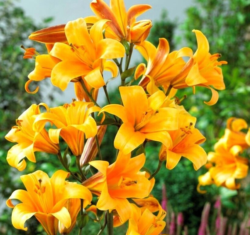 1 – Giant Hybrid Lily ORANGE PLANET Flower Bulb – EXTRA LARGE 7¼” BLOOMS