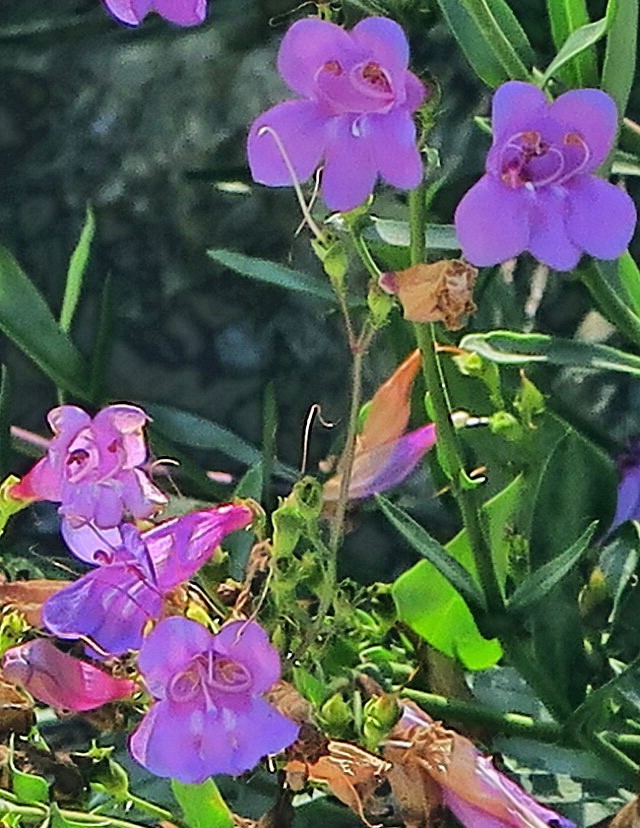 Penstemon azureus | Azure Penstemon | 10 Seeds
