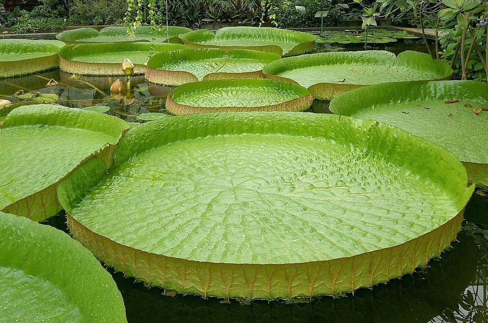 Victoria amazonica Giant Water Lily 5 Seeds