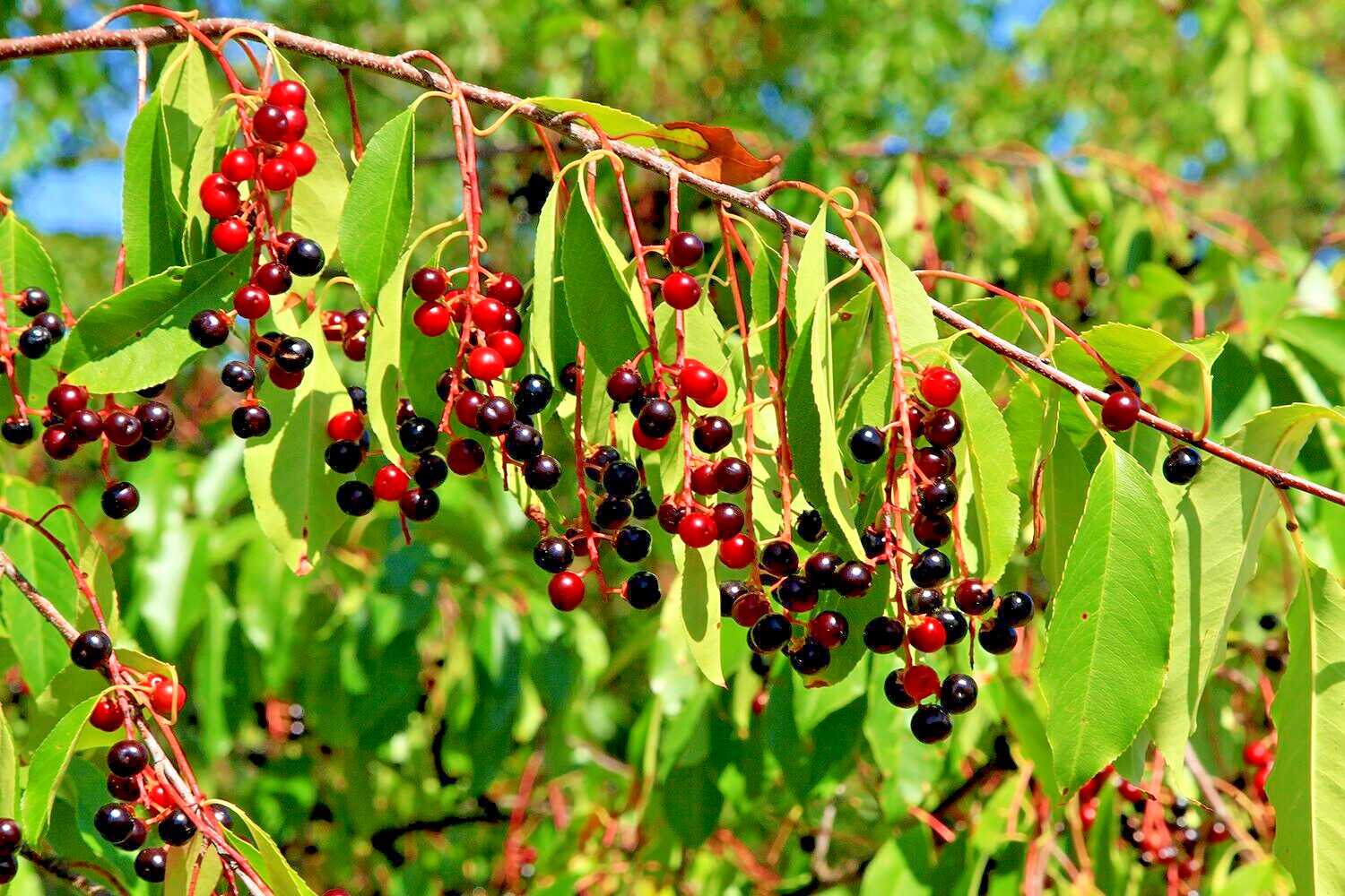 Wild Black Cherry Tree | Premium Seeds | Prunus serotina ‘Spring’ | Plants’®