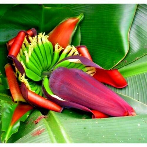10 Red Tiger Darjeeling Banana Plant Tree Seeds (Musa sikkimensis) Hardy-Zone 5