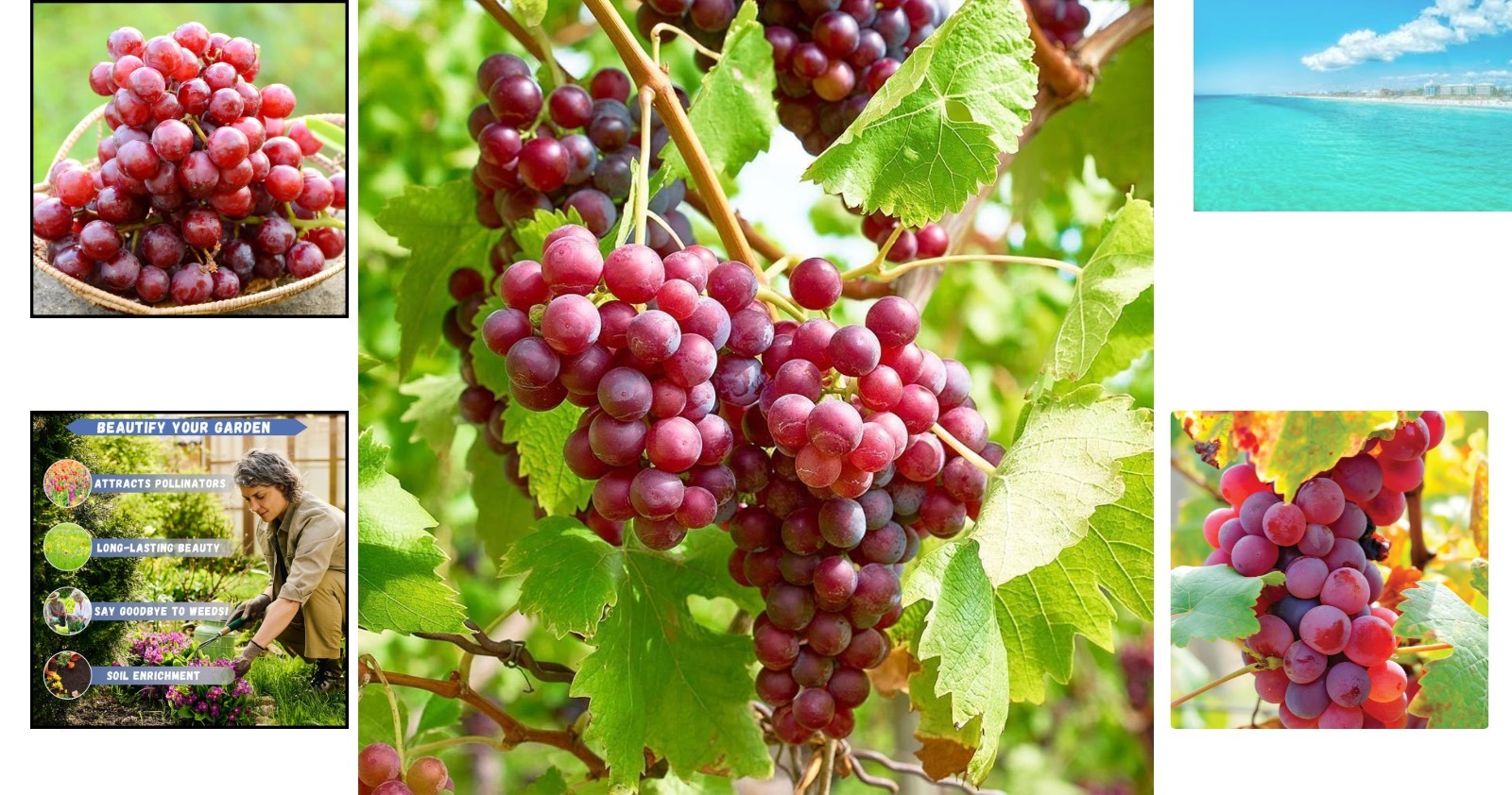 Grow 50+ Non-GMO Grape Seeds – Thrive in Sandy Soil with Full Sun Exposure