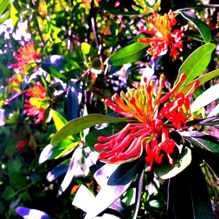 10 Chilean Firebush Tree Seeds Embothrium coccineum Flame Flower Plant RARE!