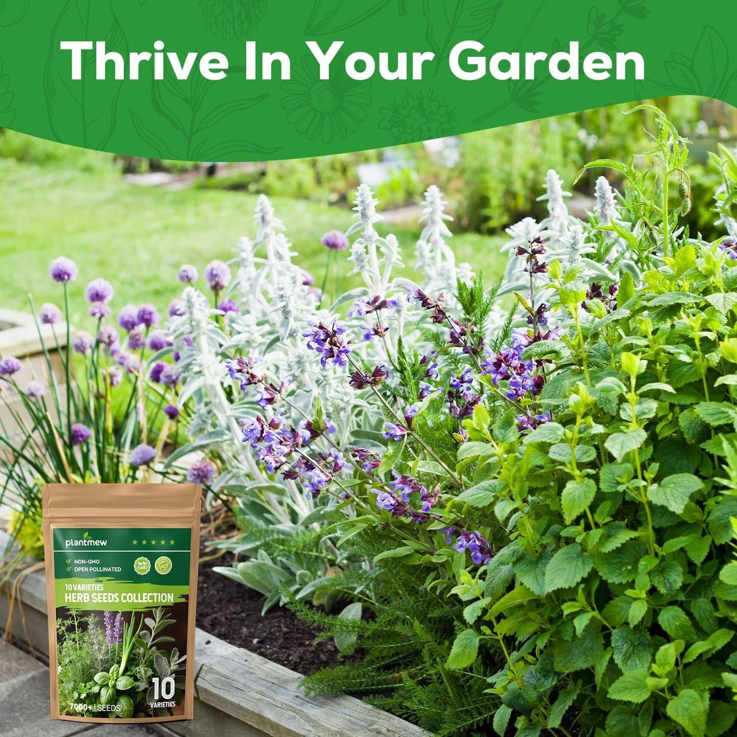 Assorted Non-GMO Herb Seed Pack – 10 Heirloom Varieties for Gardening