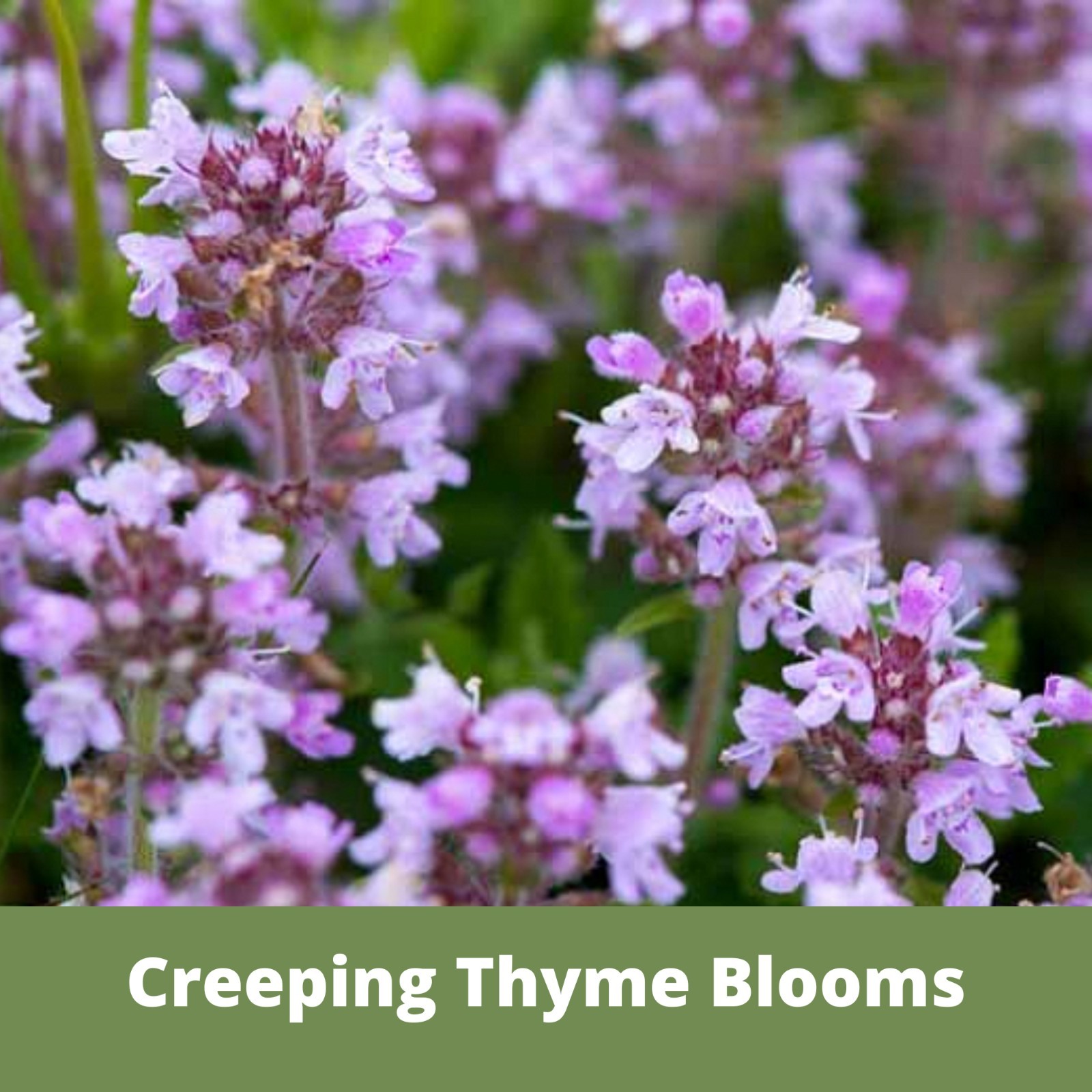 Flawn Seed Creeping Thyme, Easy Spread Shaker, Pollinator Friendly, Ground Cover