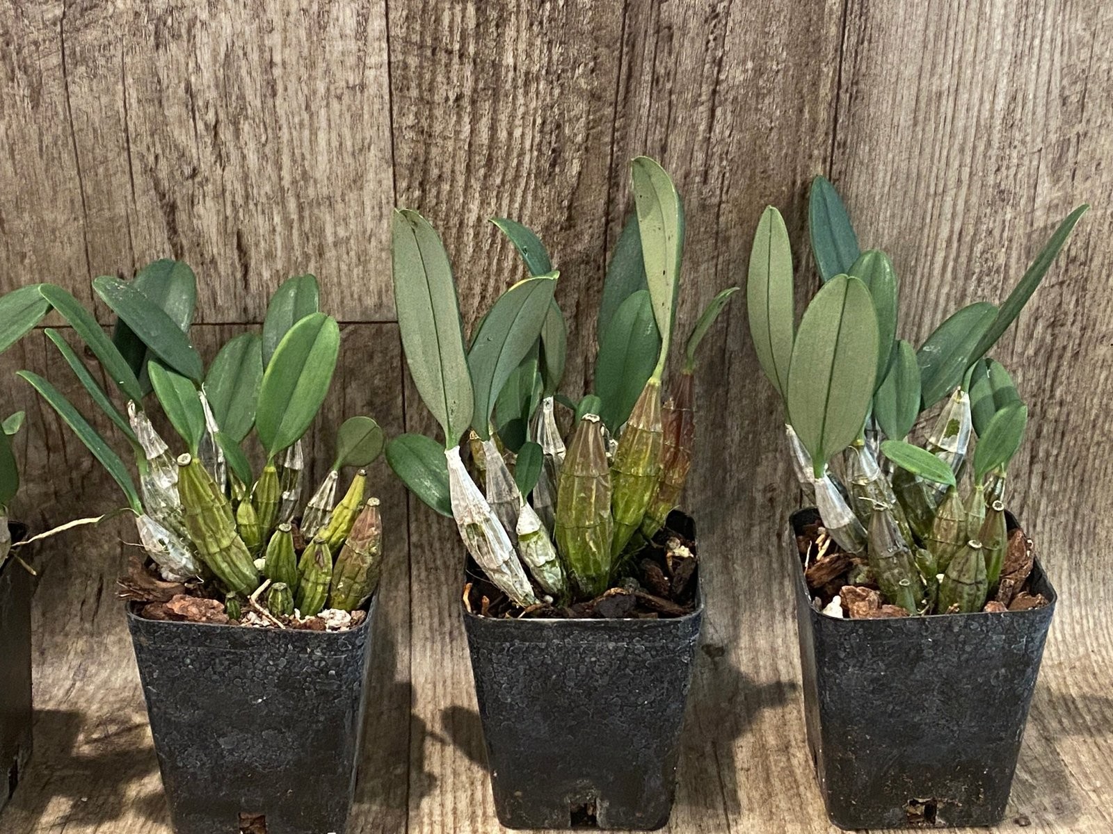 Fragrant – Dendrobium aggregatum (syn. lindleyi) (3.5” pot)