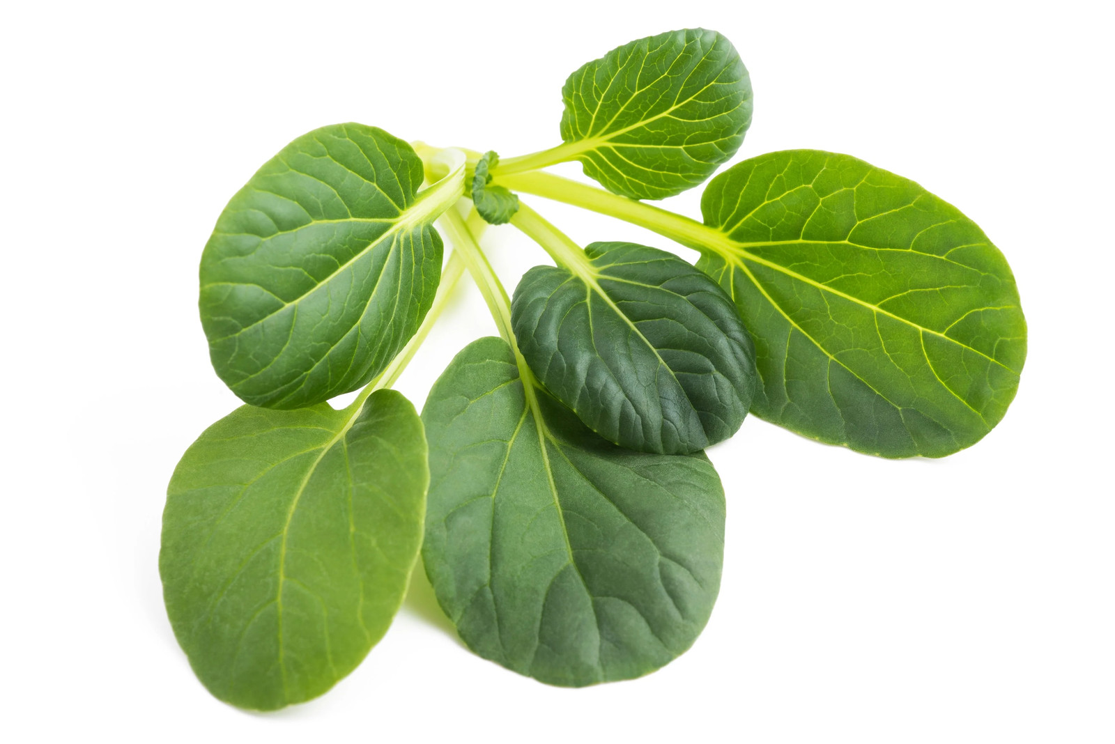 1000 TATSOI Brassica Rapa Rosularis Tat Soi Bok Choy Spinach Mustard Greens Seed
