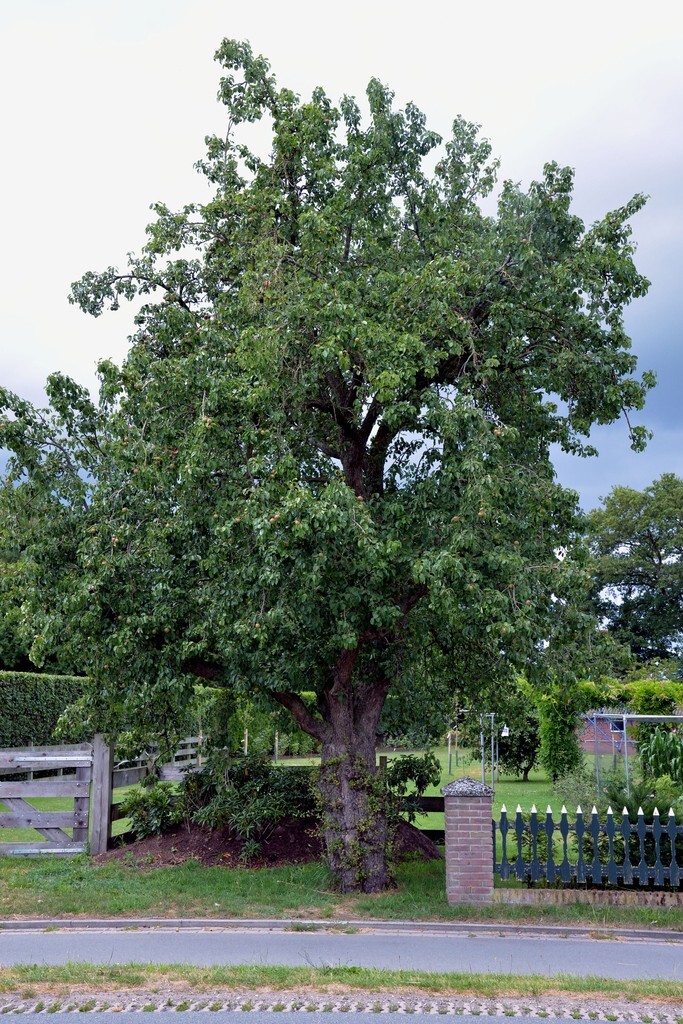 The Pear Tree | Premium Seeds | Pyrus communis ‘Fruit’ | Plants’®
