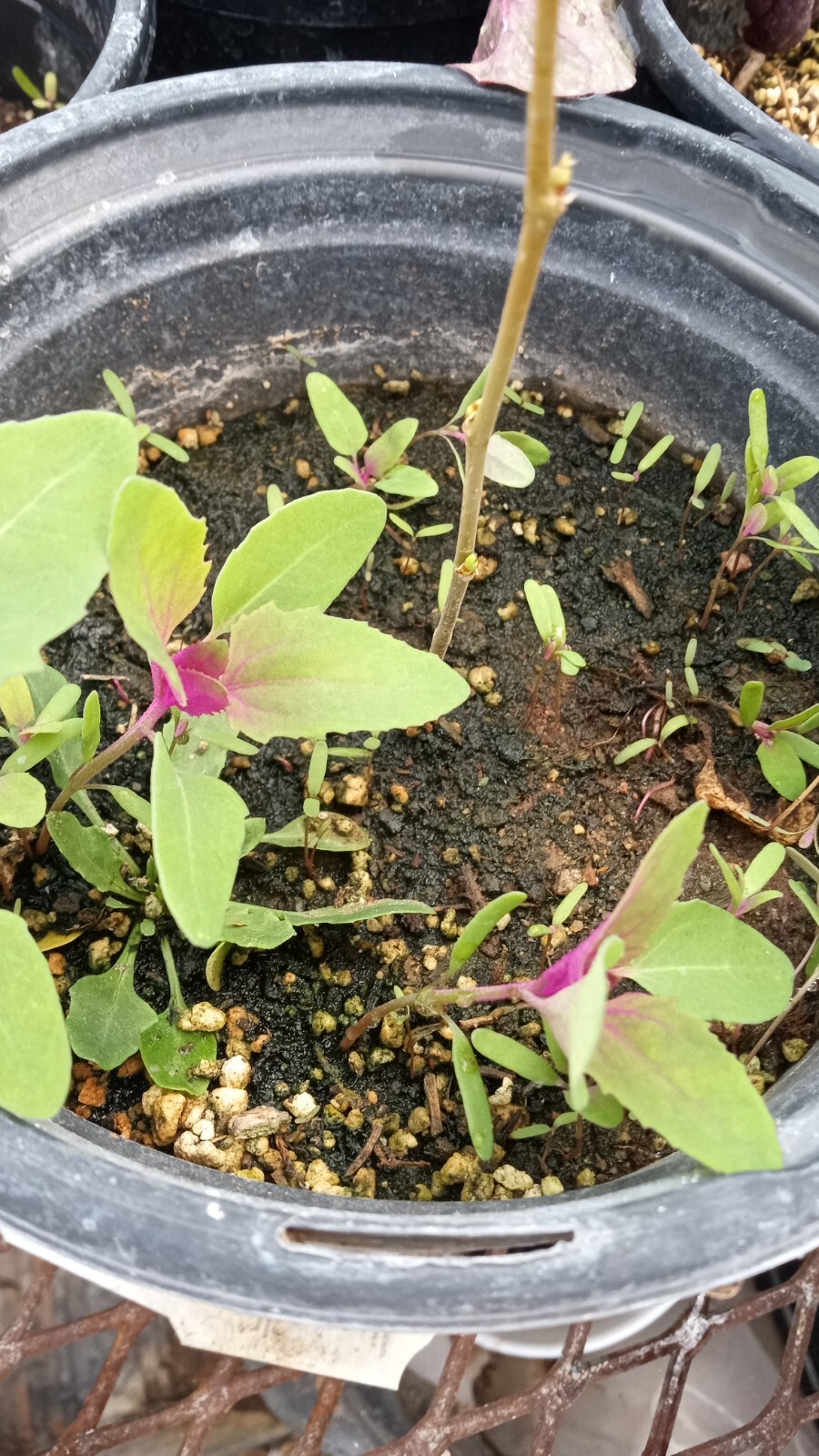 Lambsquarters Magenta Spreen , ~500 Seeds,Organic NonGmo grows 10ft tall