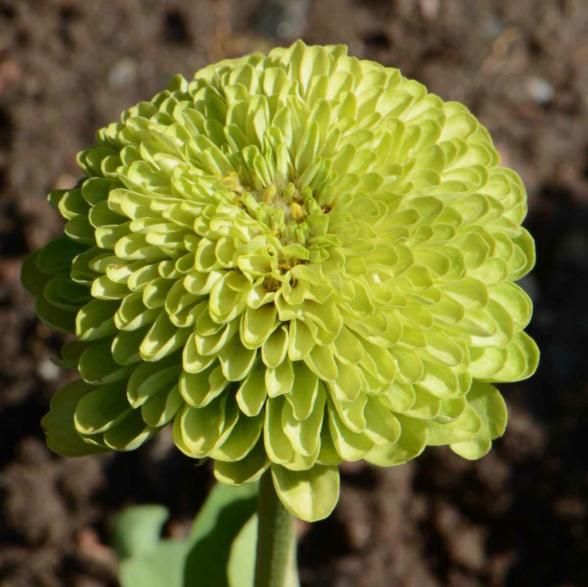 Zinnia ENVY elegans Lime Green Flowers RARE Butterflies Love! Non-GMO 100 Seeds