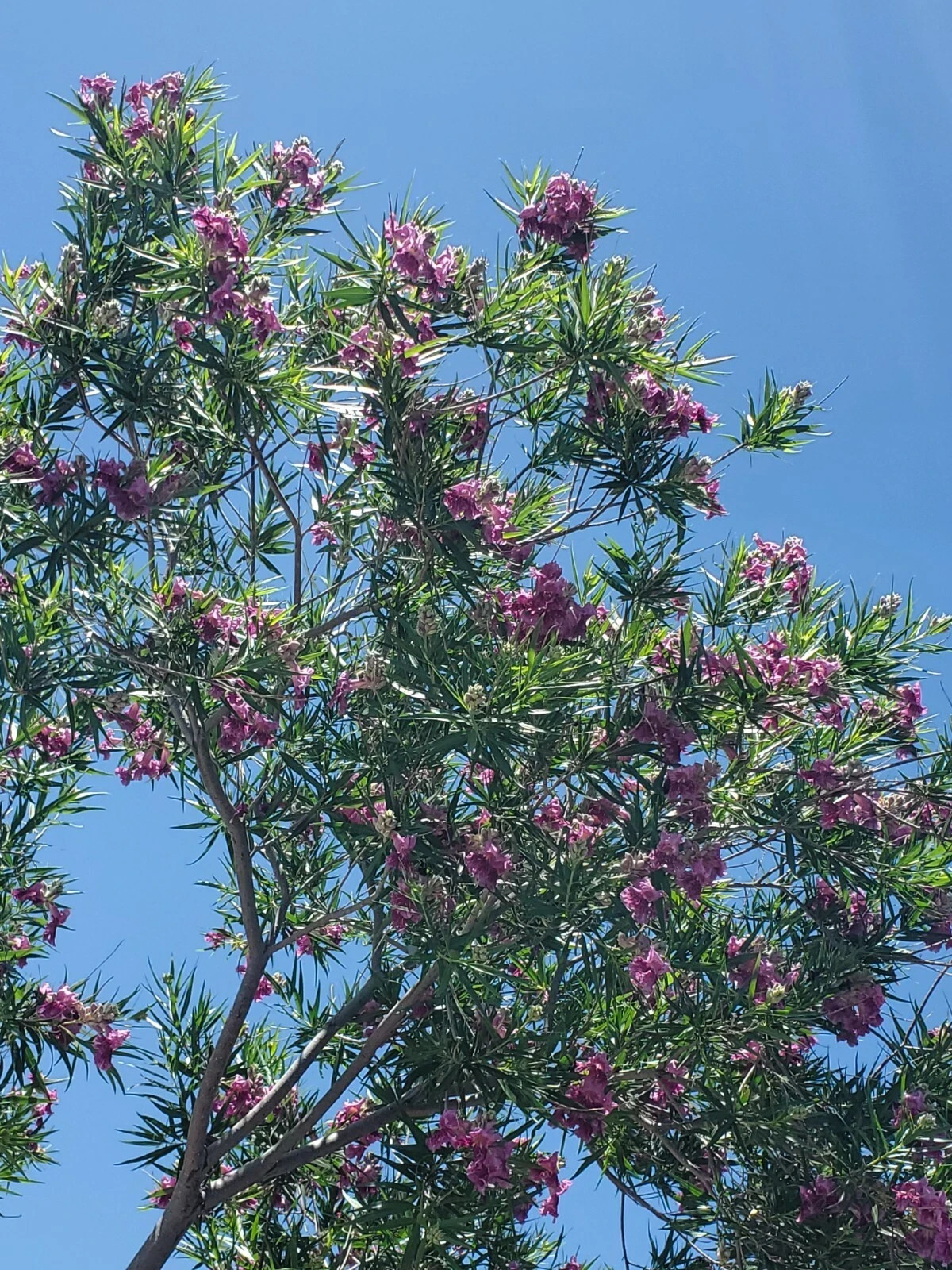 10 Desert Willow seeds – Chilopsis linearis