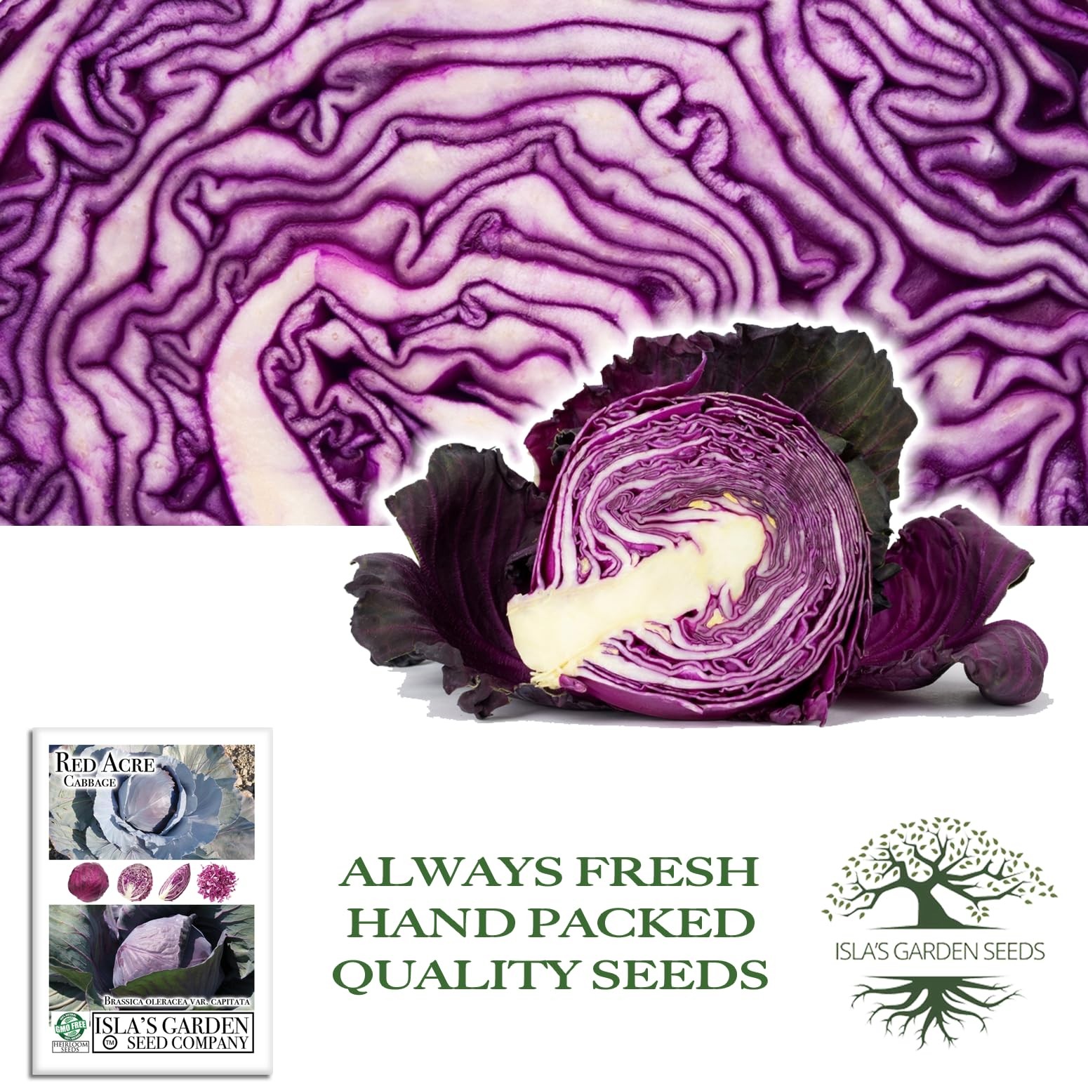 Red Acre Cabbage Seeds (Brassica oleracea var. capitata f. rubra) – 250+ Non-…