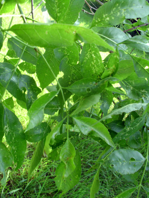 20 WHITE ASH SEEDS – Fraxinus americana