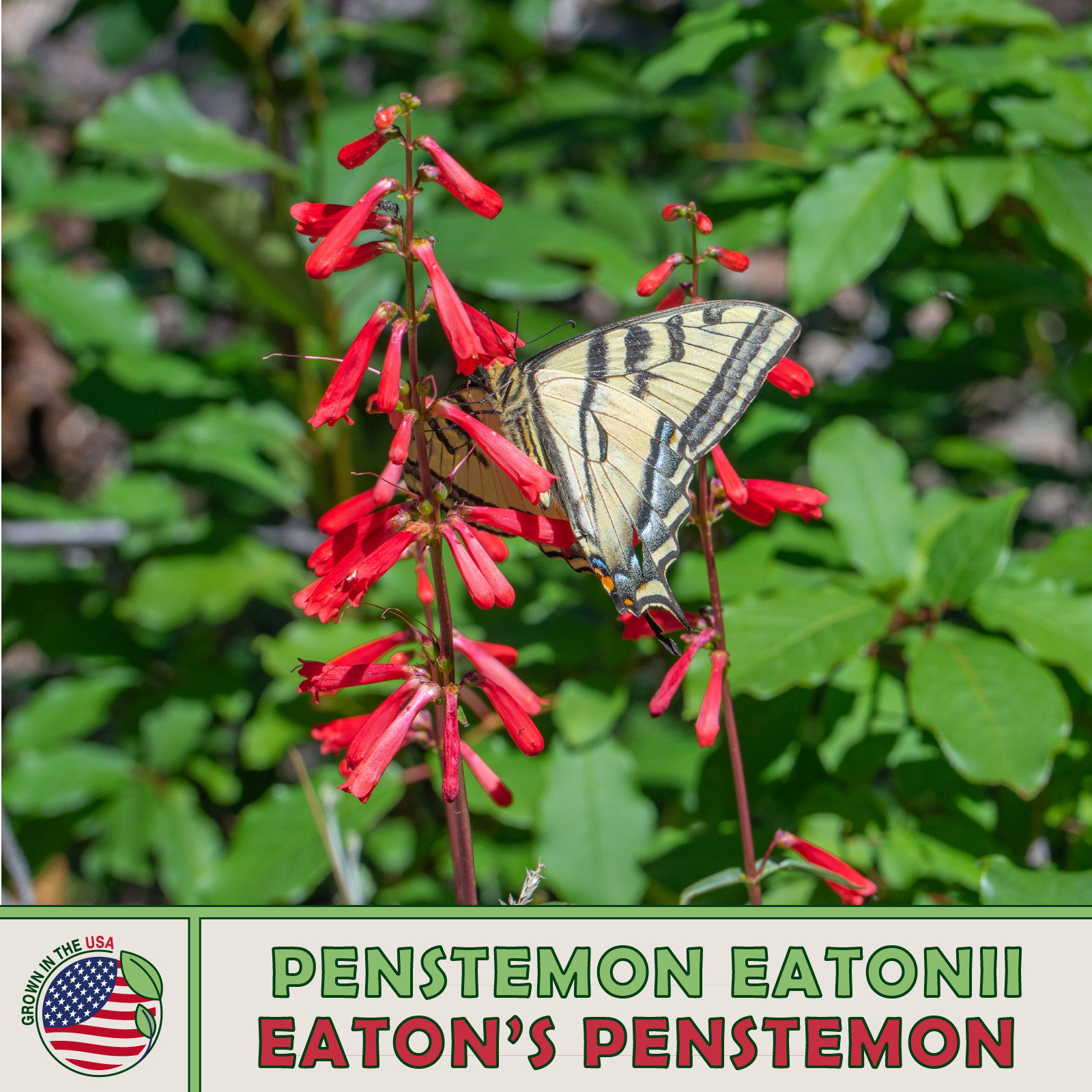 200 Eaton’s Penstemon Seeds, Firecracker Beardtongue, Bird & Butterfly Attractor