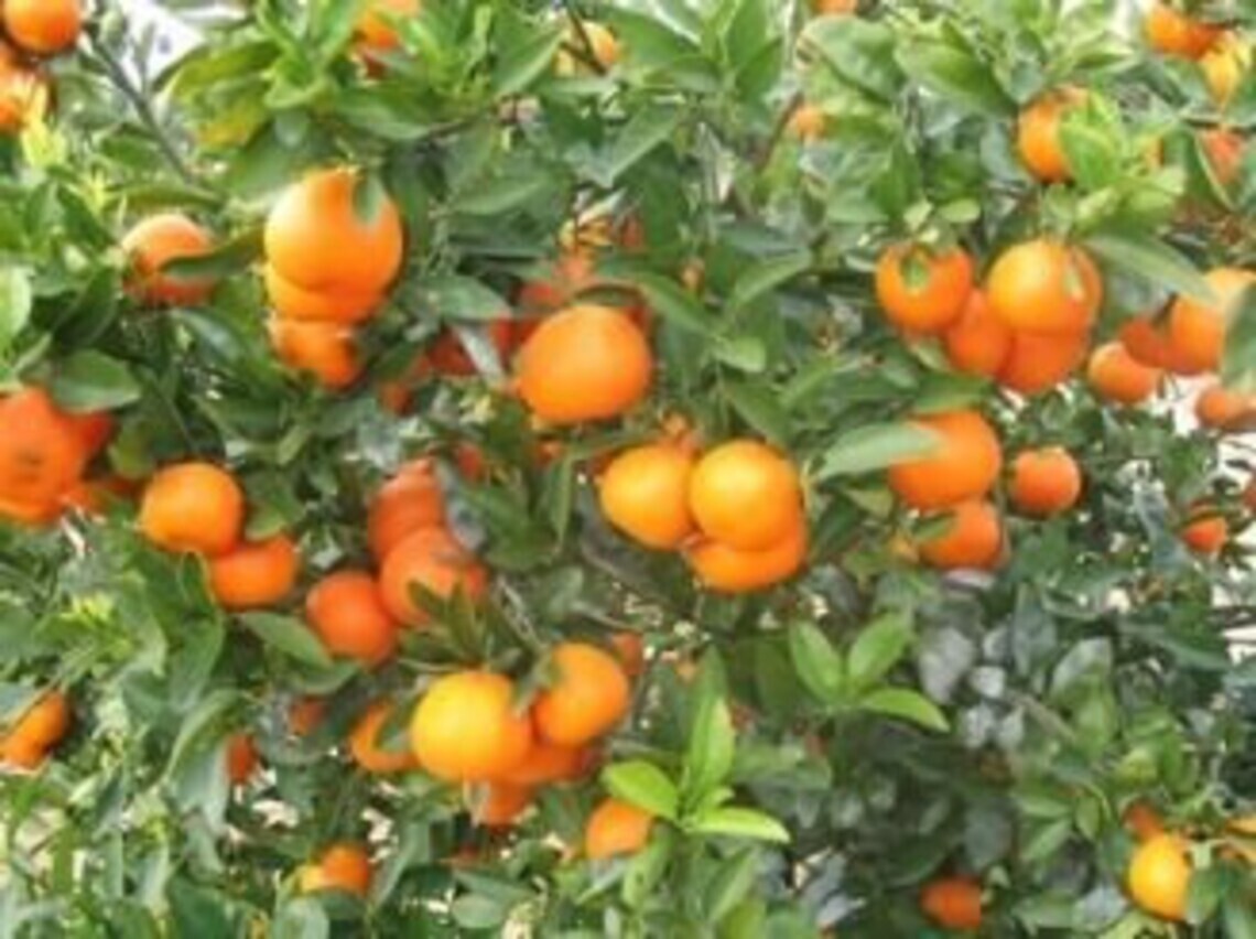Fresh Seedless Tango Tangerines 2 lbs box ( 6 to 8 pcs ) – Naturally Grown and F