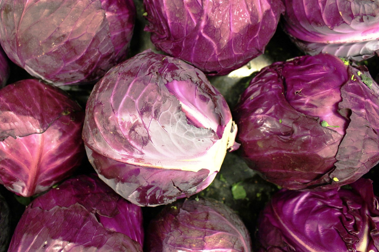 Red Acre Cabbage Seeds for Planting – Plant & Grow Heirloom Red Acre Cabbage …