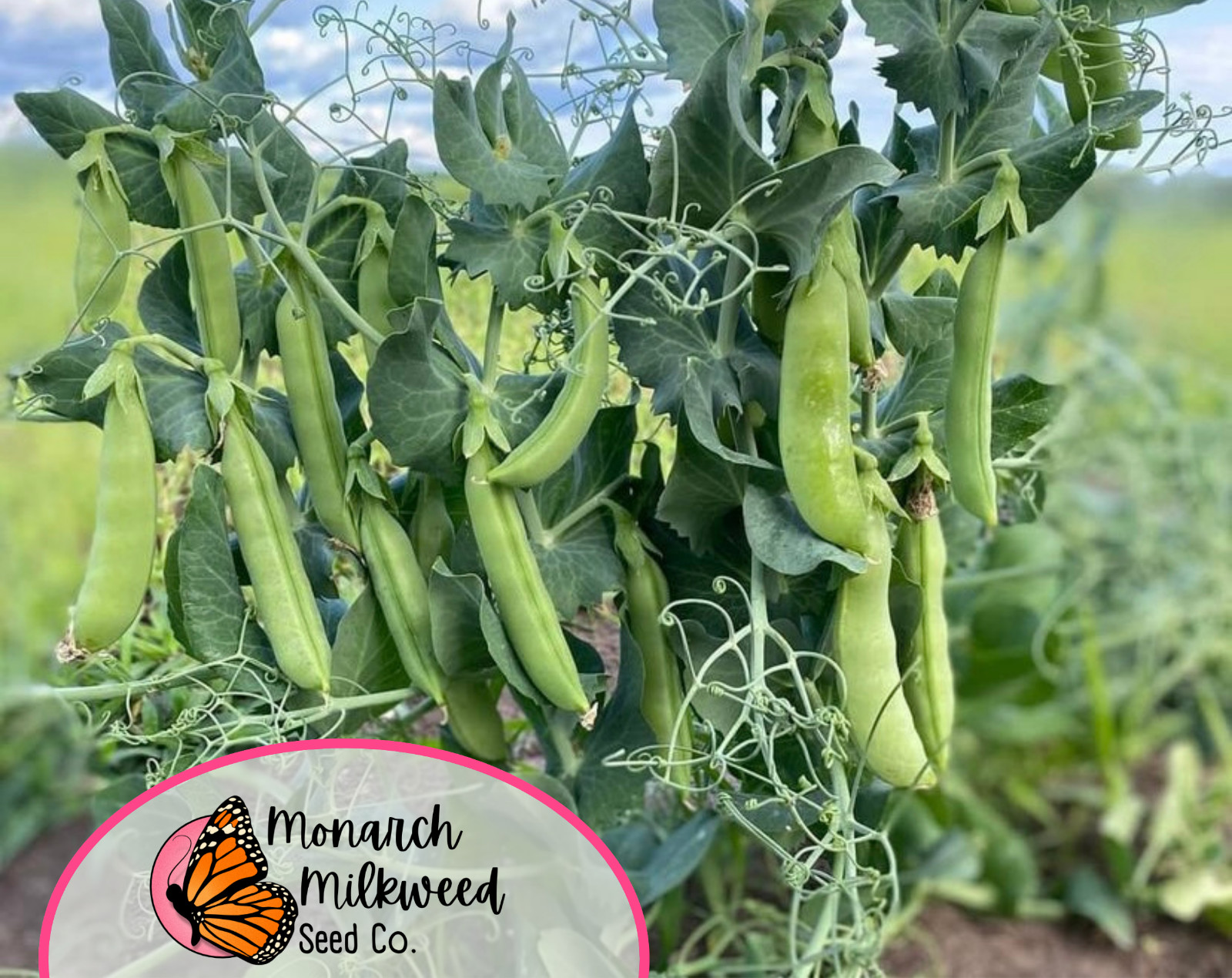 90+ Pea Seeds ‘Sugar Snap’ | Heirloom, Non-GMO, Vegetable Gardening Seed Packet
