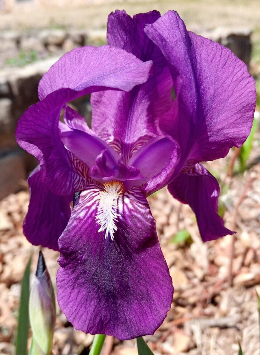 (10) TALL BEARDED IRIS RHIZOME LIVE ROOT GARDEN PLANTS SPRING PURPLE FLOWERS FUN