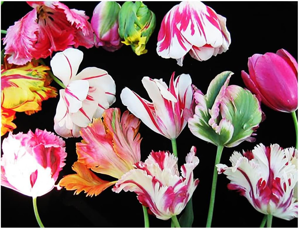 Black Parrot Tulip – 5 Bulbs – Dramatic Dark Purple-Black Blooms – Unique Fri…