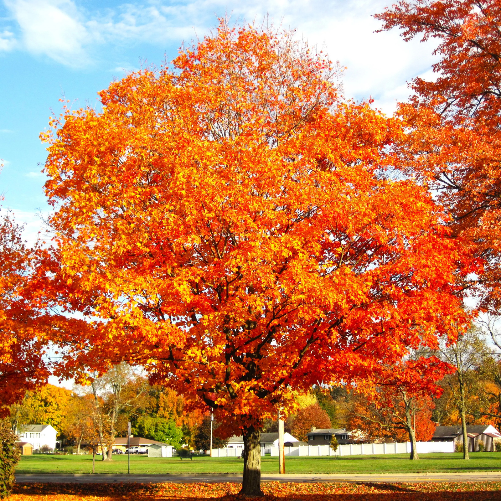Sugar Maple Tree Seeds – For 2026 Planting Acer Saccharum Sweet Syrup Canadian