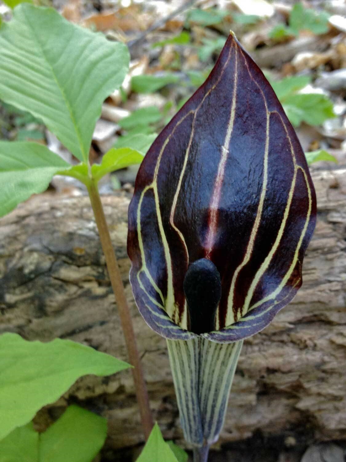 Arisaema triphyllum | Bog Onion | Brown Dragon | Indian Turnip | 10_Seeds