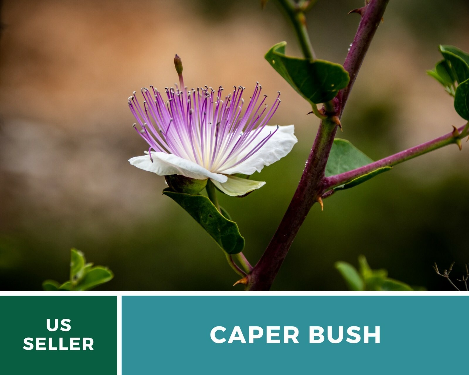 Capers (Caper Bush) – Heirloom Seeds – Culinary and Medicinal Plant (Capparis sp
