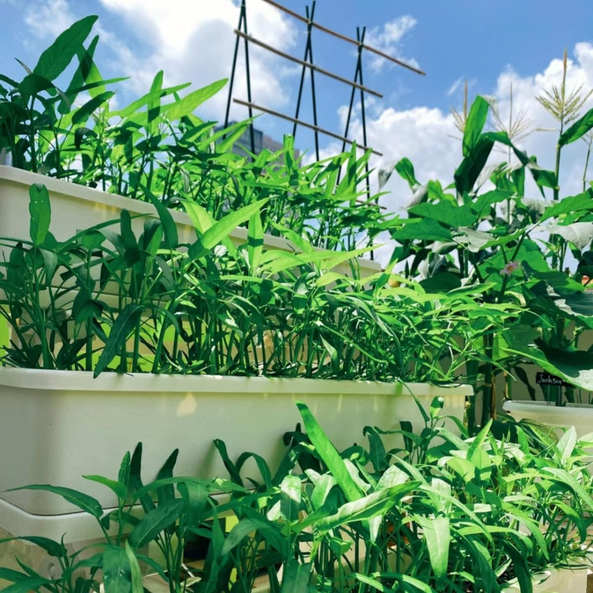 2000+ Kong Xin CAI Vegetable Seeds Water Spinach Kangkong Delicious Vegetable Se