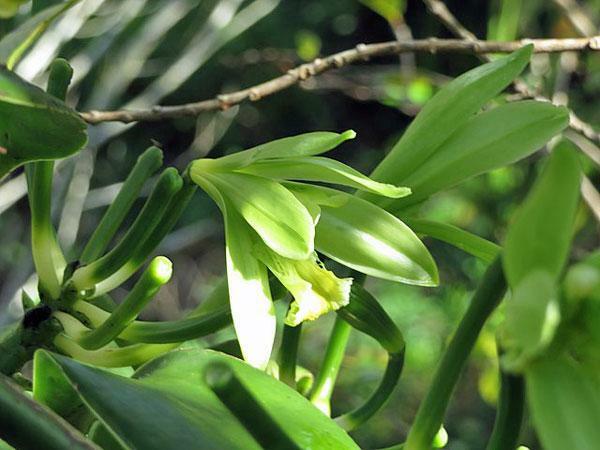 Vanilla planifolia | West Indian or Flat Plane Leafed Vanilla | 100 Seeds