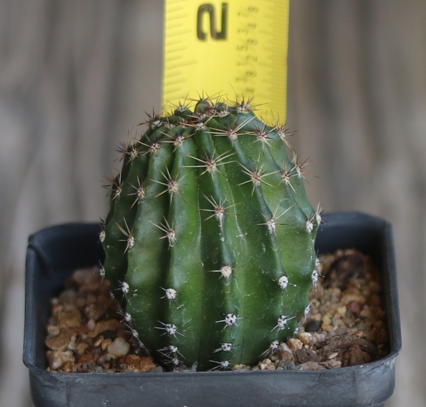 Echinopsis hybrid ‘Daunting’