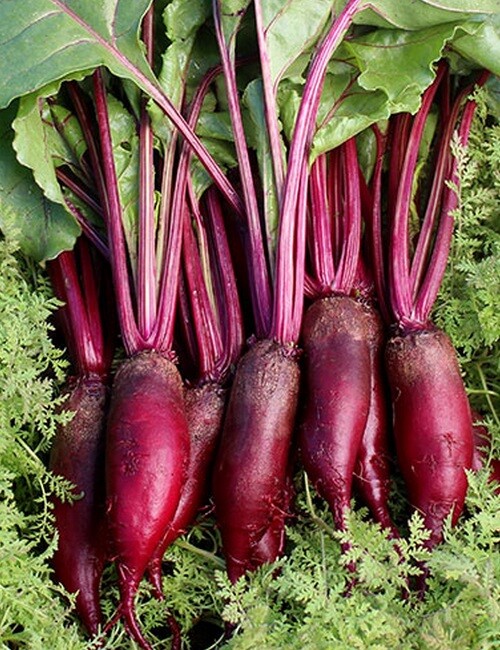 200+ CYLINDRA BEET SEEDS FRESH HARVEST FOR GARDENS
