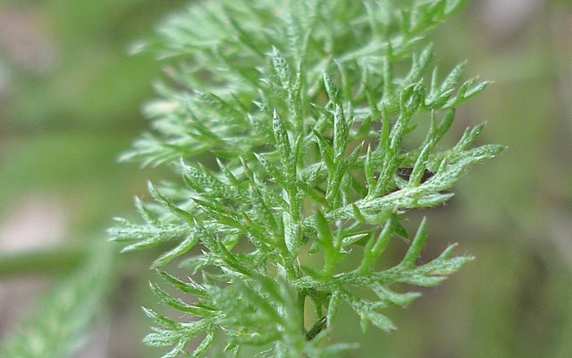 COLORADO YARROW Seeds *FREE Shipping!* Achillea Millefolium Pink Yarrow Herb