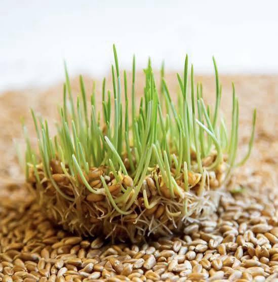 Recleaned Wheat Seeds 10LB For Sprouting & Bird Feed Great For Chicken