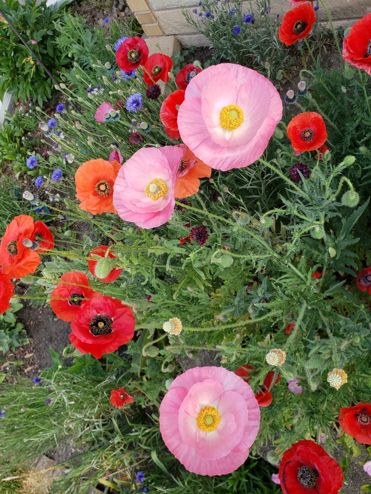 Mixed Poppy Seeds Several Varieties 100-200 Count *Free Shipping*