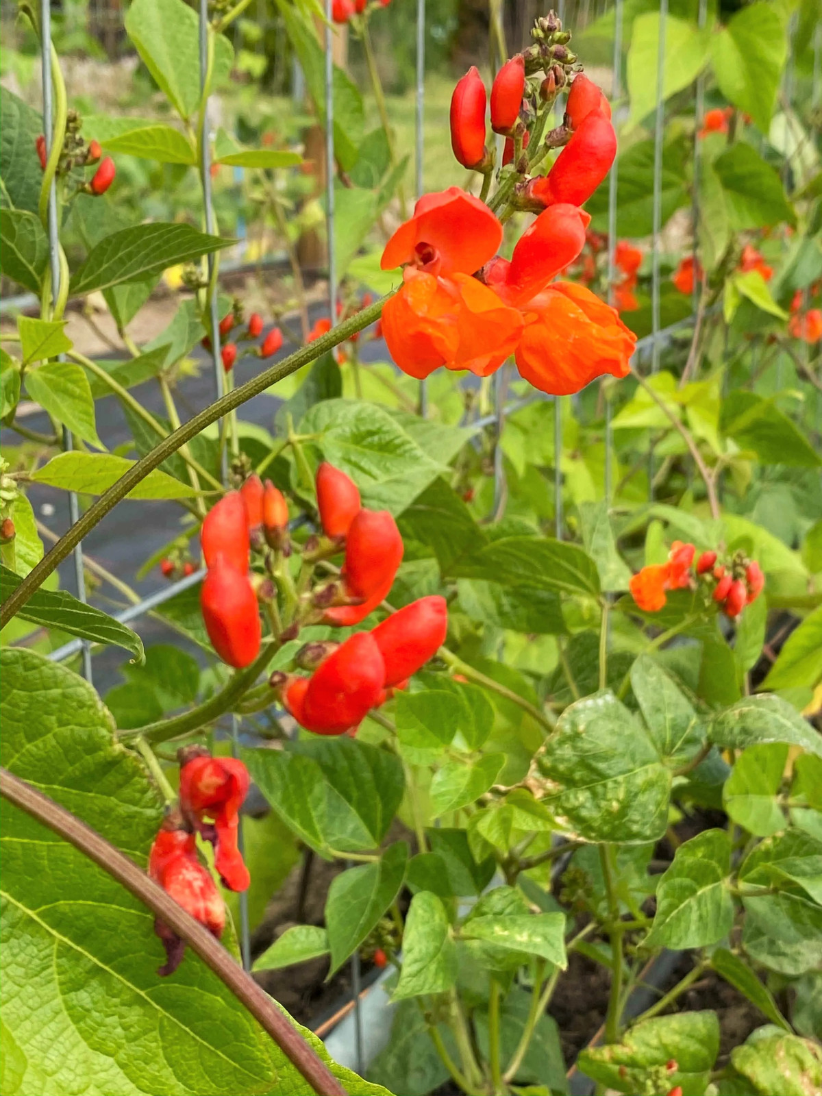 Scarlet Runner Bean Seeds (Pole) | Magic Beans Red Flower Vining Plant Seed 2024
